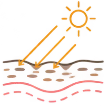 肌イラスト