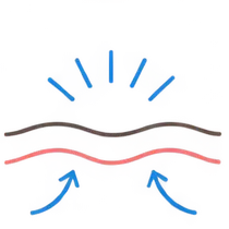 肌イラスト